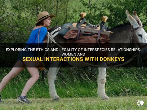 donkey sex video|Donkey sex .